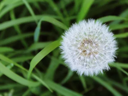 蒲公英,草,草地,绿色,花卉,种子,植物 蒲公英,草,草地,绿色,花卉,种子,植物