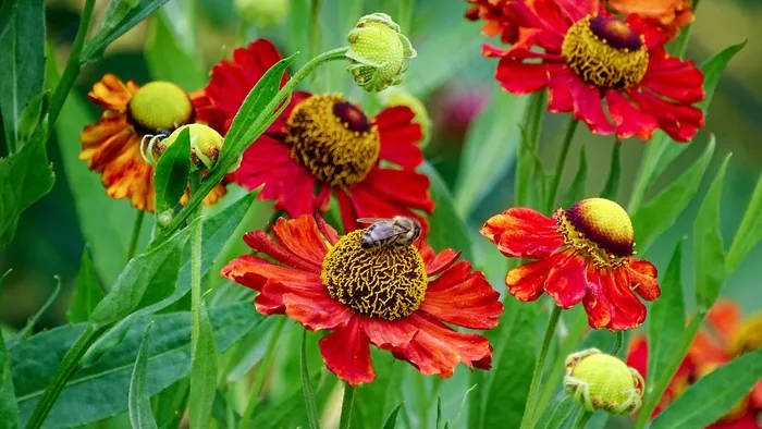 花与蜜蜂，蜜蜂，昆虫，开花，关闭