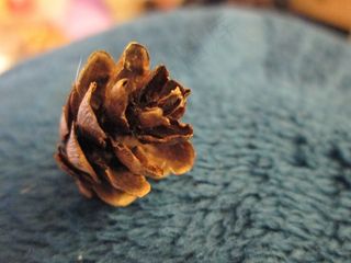 松果，小，棕色，冬天