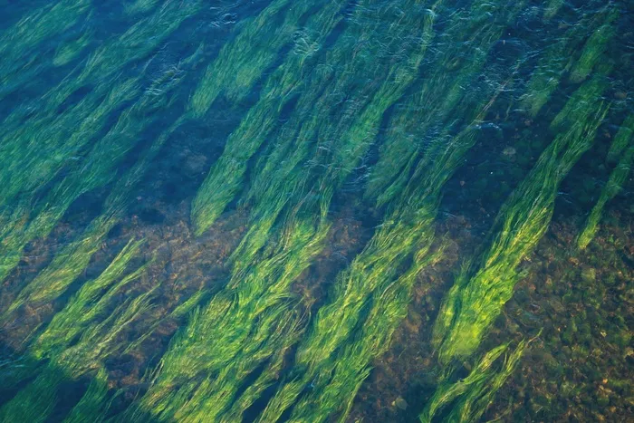 水，河流，植被，绿色，水下，自然