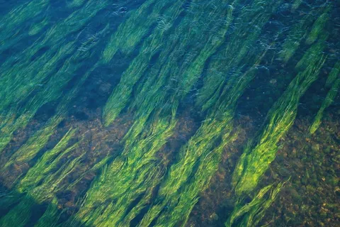 水,河流,植被,绿色,水下,自然 水,河流,植被,绿色,水下,自然