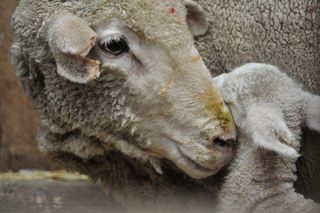 羊肉，羊，动物，农场，户外，农场动物，农村