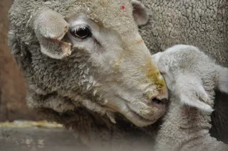 羊肉，羊，动物，农场，户外，农场动物，农村