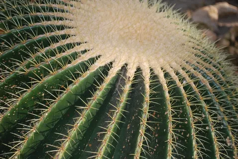 仙人掌,沙漠,植物,穗,锋利,自然,荆棘 仙人掌,沙漠,植物,穗,锋利,自然,荆棘