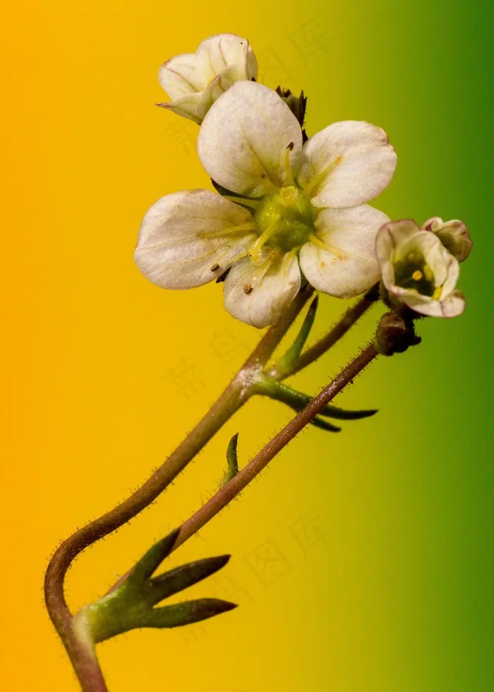 花，宏，颜色，小花，关闭，渐变