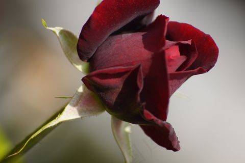 花，开花，花的，玫瑰，红色