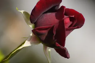 花，开花，花的，玫瑰，红色