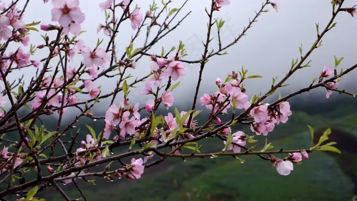 特内里费，春天，花树，粉红色，鲜花，性质