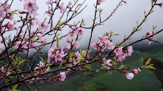 特内里费,春天,花树,粉红色,鲜花,性质 特内里费,春天,花树,粉红色,鲜花,性质
