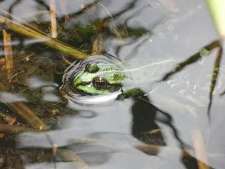 青蛙，水，水域，生物，动物，动物世界