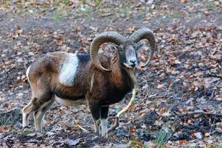 Mouflon，野生动物公园，自然，动物，森林，动物园
