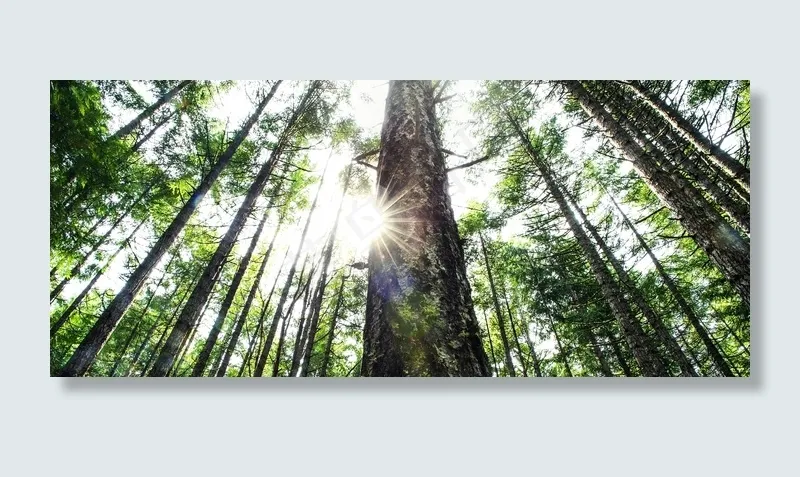 森林，树木，太阳耀斑，自然，绿色，环境