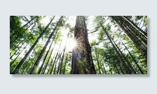 森林，树木，太阳耀斑，自然，绿色，环境