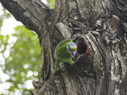 准啄木鸟，彩色的小鸟，和尚，扎芬特姆巢