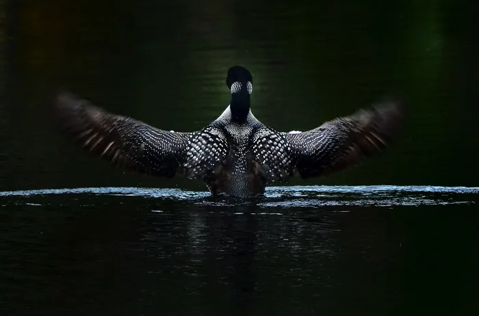 懒人，大自然，湖泊，平静，水，翅膀