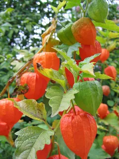 Lampionblume，绿色，红色，成熟，未成熟