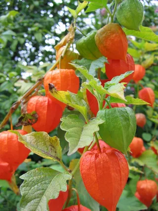 Lampionblume，绿色，红色，成熟，未成熟