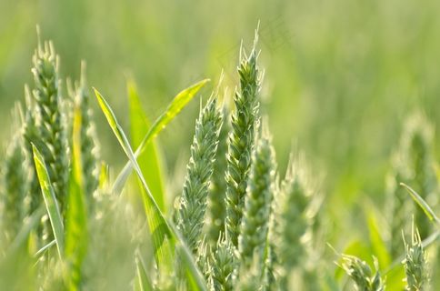 农业，谷物，场，生活方式，绿色，宏