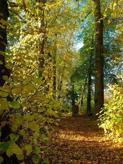 树,银杏林,北京银杏树林,黄叶,银杏树,公墓途径