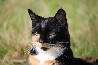 猫，幸运猫，三色，Mieze，家猫