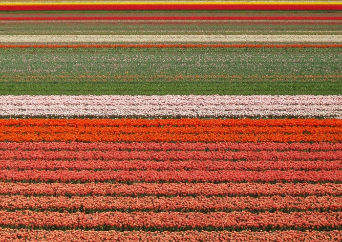 郁金香，字段，鲜花，美容，背景图像