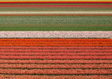 郁金香，字段，鲜花，美容，背景图像