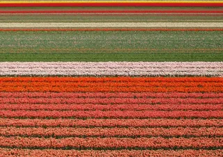 郁金香，字段，鲜花，美容，背景图像