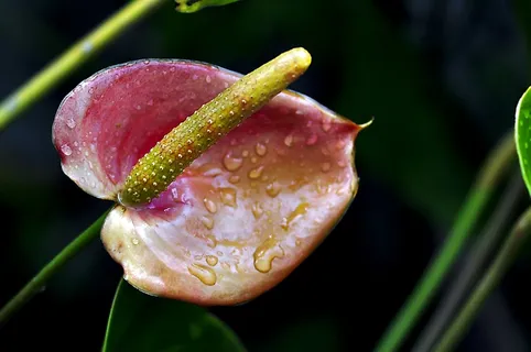 花,露水,滴眼液,夜,红色,黄色,绿色 花,露水,滴眼液,夜,红色,黄色,绿色