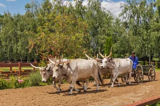 匈牙利灰牛，手推车，Randall牙，匈牙利语