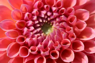 花，开花，盛开，花萼，粉红色，植物，打开，Cup