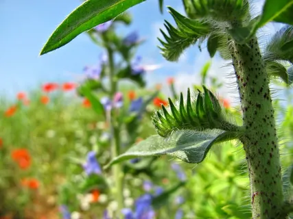 鲜花,草地,性质,植物,罂粟,春天,特写 鲜花,草地,性质,植物,罂粟,春天,特写