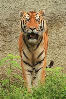 虎，寻找，大猫，猫科动物，野生动物，自然，动物园