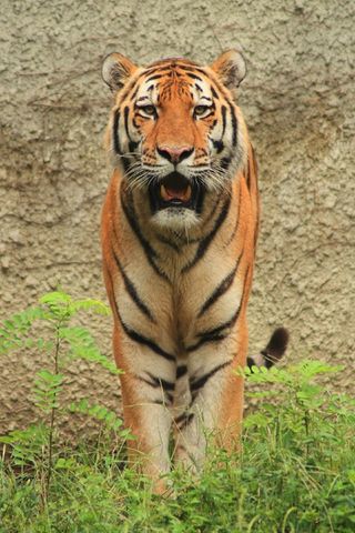 虎，寻找，大猫，猫科动物，野生动物，自然，动物园