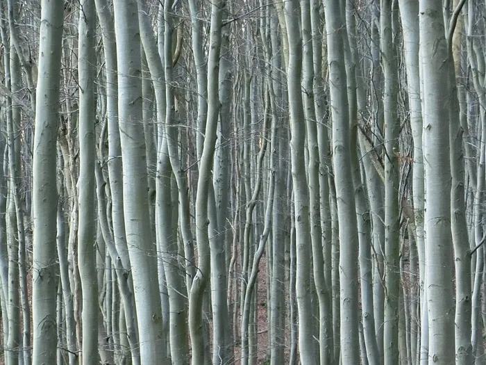 森林，树木，自然