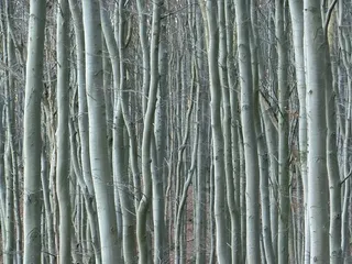 森林，树木，自然