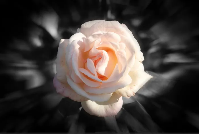 玫瑰，花，粉红色，黑色背景