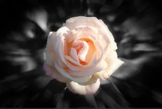 玫瑰，花，粉红色，黑色背景