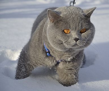 猫，英国人，雪