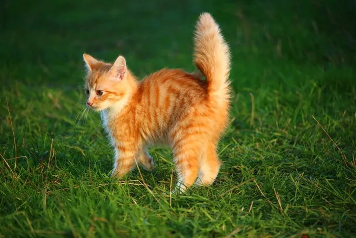 猫,花卉,美国硬毛猫,狮子猫,索马里猫,猫站在草丛中