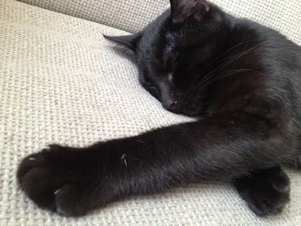 猫，黑色，动物，猫的，家养，小猫，哺乳动物