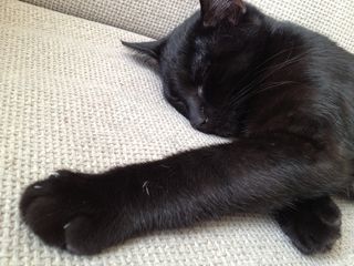 猫，黑色，动物，猫的，家养，小猫，哺乳动物