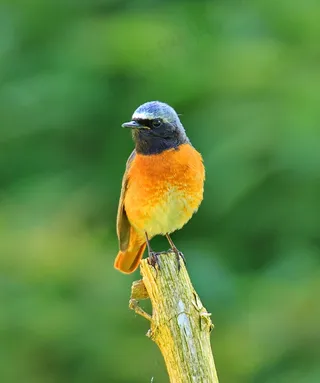 腓尼基人Ochruros，鸟，飞，翅膀，羽毛