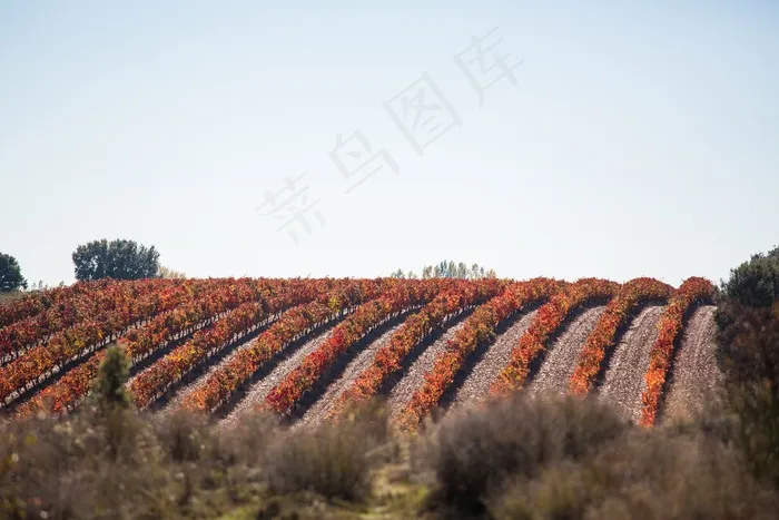 葡萄园，葡萄藤，场，人工林，植物，农场，作物