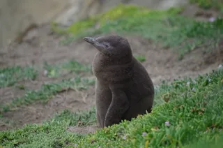 动物，可爱，企鹅，小，婴儿动物，可爱