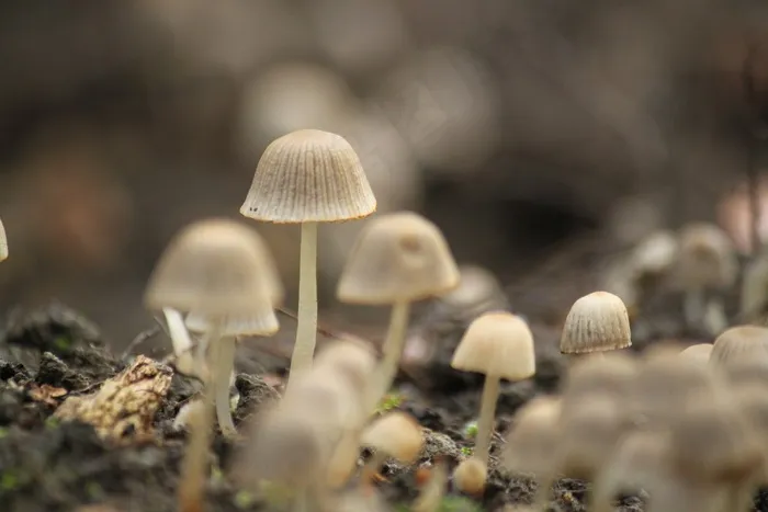 蘑菇，秋季，森林，自然，小蘑菇，潮湿