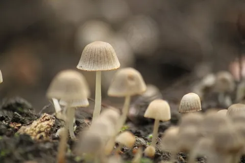 蘑菇,秋季,森林,自然,小蘑菇,潮湿 蘑菇,秋季,森林,自然,小蘑菇,潮湿