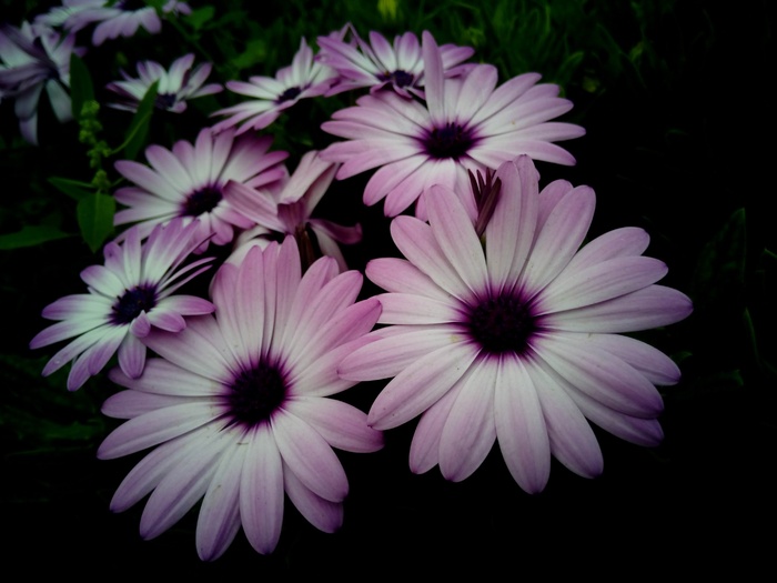 Dimorfoteca，开普雏菊，花，罗莎，白色