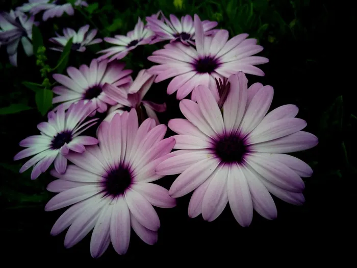 Dimorfoteca，开普雏菊，花，罗莎，白色