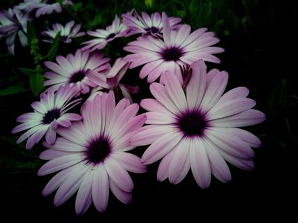 Dimorfoteca，开普雏菊，花，罗莎，白色