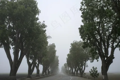 树,白杨树,香樟树,轿车,香樟,木路街树木